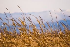 Close Up Grass Background Wheat