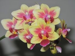 Orchids Flowers Blooming Plant