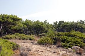landscape of natural park