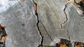 old weathered tree rings