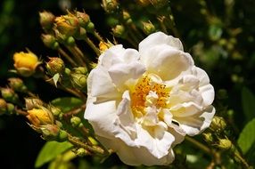 wallpaper with delicate climbing rose