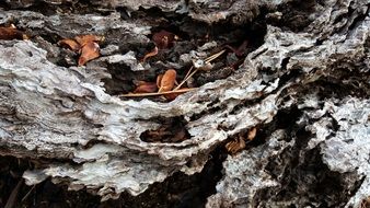 Wood Bark Tree Nature Texture