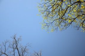 Spring Tree Wallpaper Background