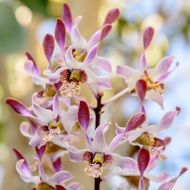 Orchid Flower Pink Tropical