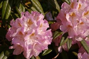 wallpaper with pink rhododendron flowers
