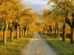 Road Trees Afternoon Nature