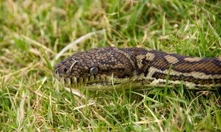 Carpet Python Snake Python Head