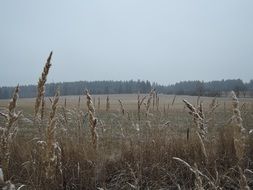 Winter Snow Dim Fog Meadow