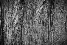 Bark Tree Texture Close Up Wood