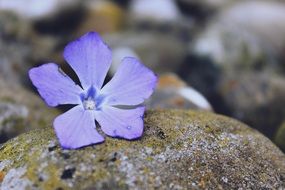 purple flower on a gray stone