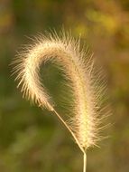 fluffy grass flower close up