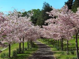 flowering cherry trees alley