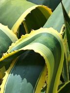 Agave Bicolor Detail Background