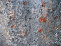 Tree Bark Silver Color Background