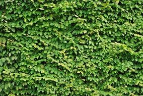 Hedge Foliage Texture Green