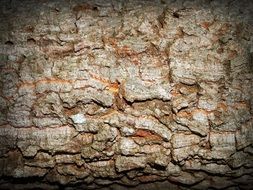 embossed pine bark close up