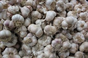 Garlic Texture Background