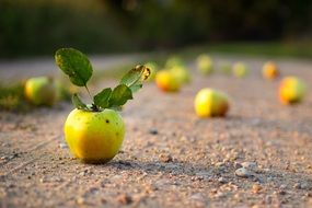 Apple Road Bokeh Countryside