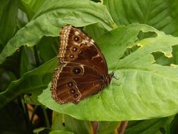 Butterfly Owl Brown Nature