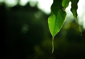 Leaf Nature Textures Real