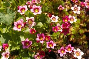 wallpaper with romantic garden flowers