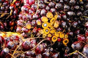 fruits of a palm tree