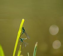 Dragonfly Dragonfly Mating Mating