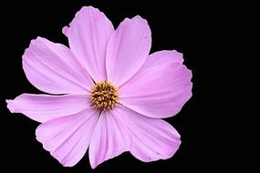 pink flower on black background close up