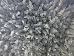 hoarfrost crystals