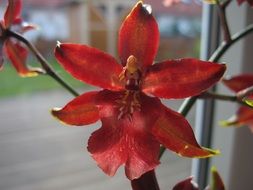 Orchids Red Blooming Flowers