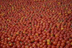 Background Tomatoes Red Ripe