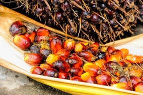 ripe palm tree fruits
