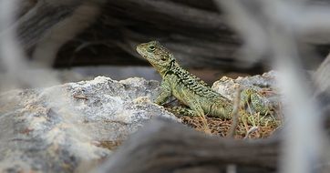 Lizard Cyprus Reptile Pattern