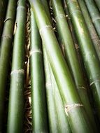 bamboo stems next to each other