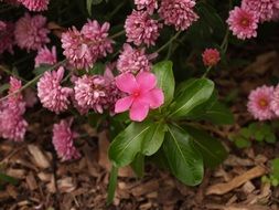 Flowers Nature Pink Plant