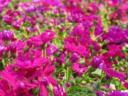 Flowers Pink Purple Plant