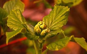 young leaves in spring