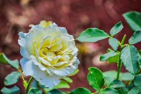 white rose with green leaves