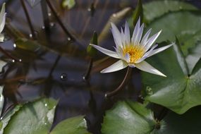 white lily flower with green leaves in water