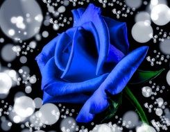 Blue Rose Rose Rose Bloom
