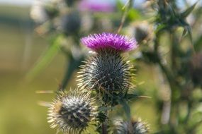 thistle flower on a bush on a field