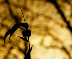 plant against the sunset sky