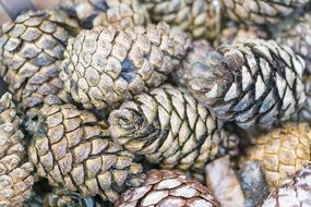 Pine Cones Tree Pine Forest