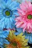 Flowers Colors Plastic Summer