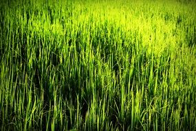 green grass on the field
