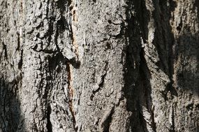bark of a large tree