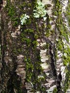Moss Tree Bark Tree Bark Texture