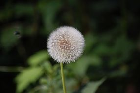 Dandelion Flower Nature Fluff