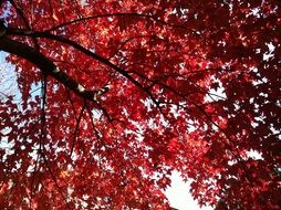 Fall Leaves Autumn Nature Trees