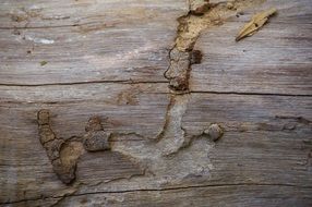 Wood Tree Trunk Timber Texture